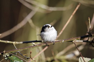 Long tailed tit perched in a tree in Spring sunshine