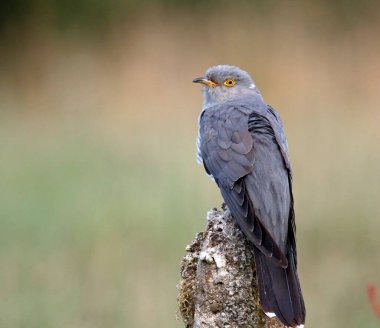 Erkek guguk kuşu besleniyor ve gösteriş yapıyor.