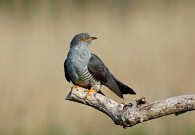 Erkek guguk kuşu besleniyor ve gösteriş yapıyor.