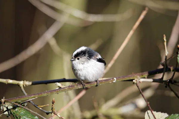 Long Tailed Tit Perched Tree Spring Sunshine — Stock Photo, Image