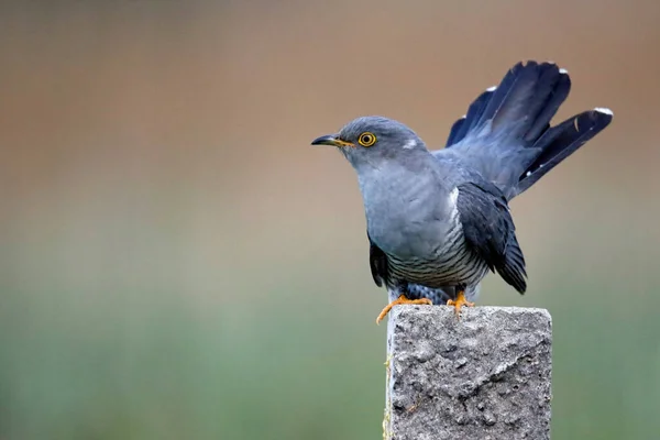 Männlicher Kuckuck Füttert Und Zeigt — Stockfoto