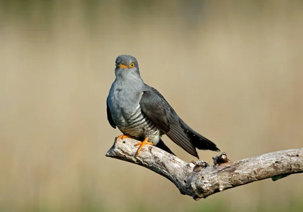 Männlicher Kuckuck Füttert Und Zeigt — Stockfoto