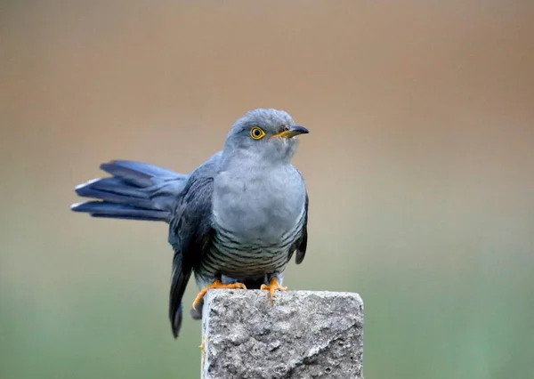 Männlicher Kuckuck Füttert Und Zeigt — Stockfoto