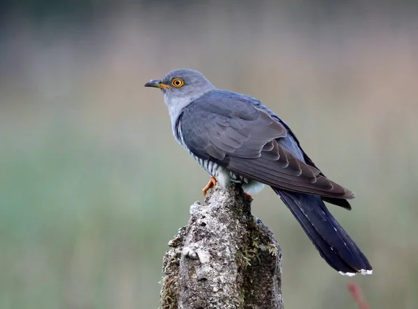 Männlicher Kuckuck Füttert Und Zeigt — Stockfoto