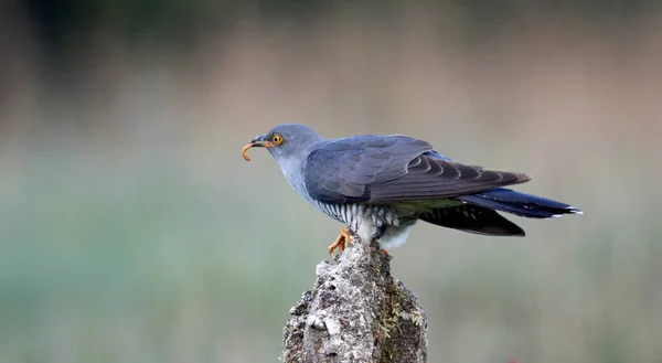 Männlicher Kuckuck Füttert Und Zeigt — Stockfoto