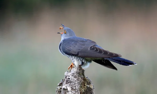 Männlicher Kuckuck Füttert Und Zeigt — Stockfoto