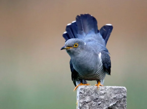 Männlicher Kuckuck Füttert Und Zeigt — Stockfoto