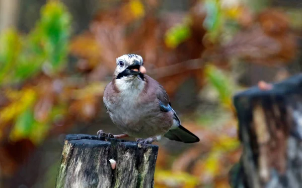 Jay Eurasiático Alimentándose Bosque — Foto de Stock