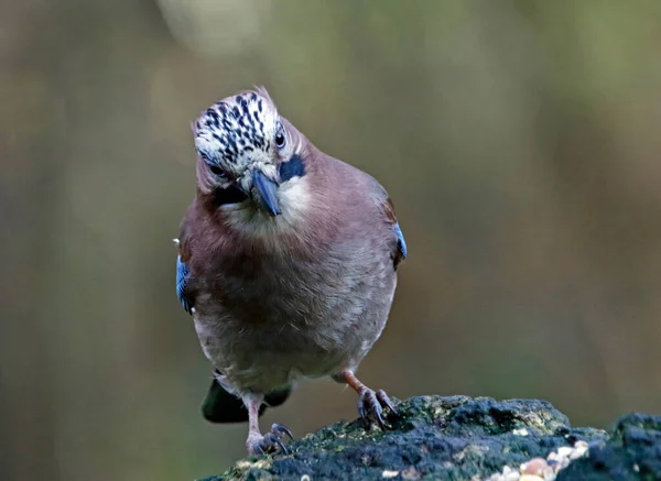 Eurasian Jay Krmení Lese — Stock fotografie