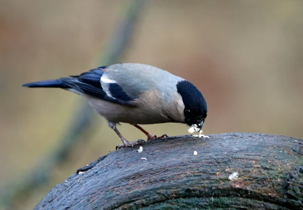 Arroccato Bullfinch Alimentazione Nella Foresta — Foto Stock