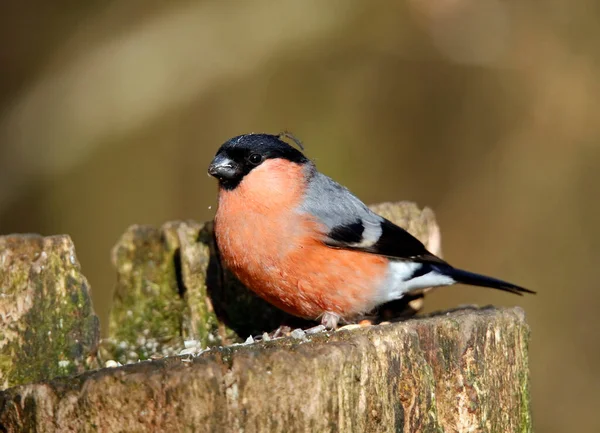 Arroccato Bullfinch Alimentazione Nella Foresta — Foto Stock