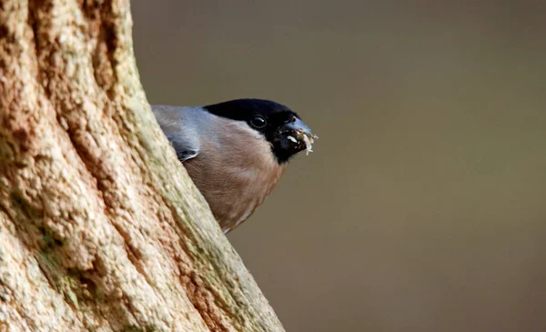 Arroccato Bullfinch Alimentazione Nella Foresta — Foto Stock