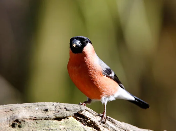 Poleiro Bullfinch Alimentação Floresta — Fotografia de Stock