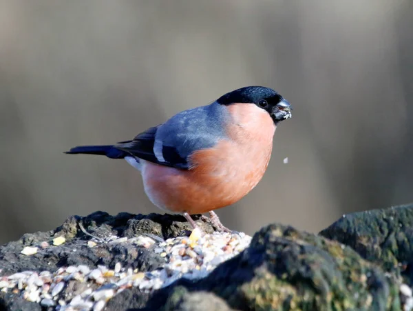 Arroccato Bullfinch Alimentazione Nella Foresta — Foto Stock