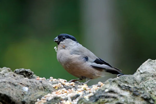 Arroccato Bullfinch Alimentazione Nella Foresta — Foto Stock