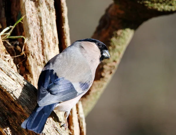 Arroccato Bullfinch Alimentazione Nella Foresta — Foto Stock