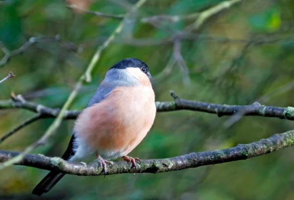 Perché Pinsons Nourrissant Dans Forêt — Photo