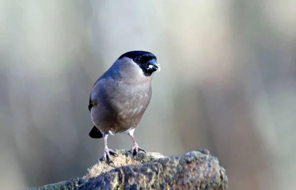 Arroccato Bullfinch Alimentazione Nella Foresta — Foto Stock