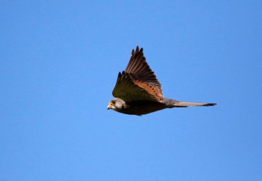 Kanattaki Kerkenez av arıyor.
