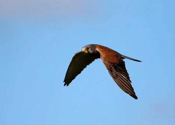 Turmfalke Auf Der Suche Nach Beute — Stockfoto