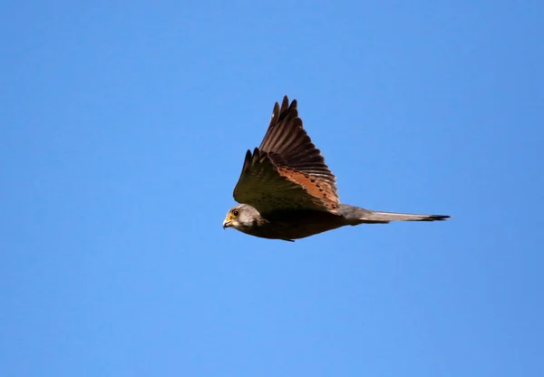 Kanattaki Kerkenez av arıyor.