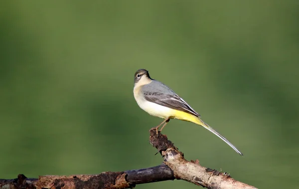 Grey Wagtail Look Out Insects Lake — Stock Photo, Image