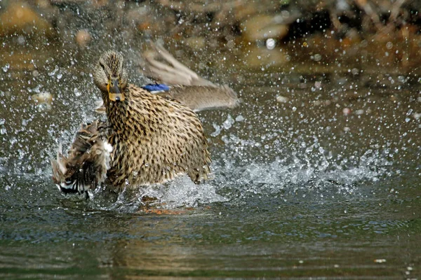 Dişi yaban ördeği banyo yapıyor ve nehirde güneşleniyor.
