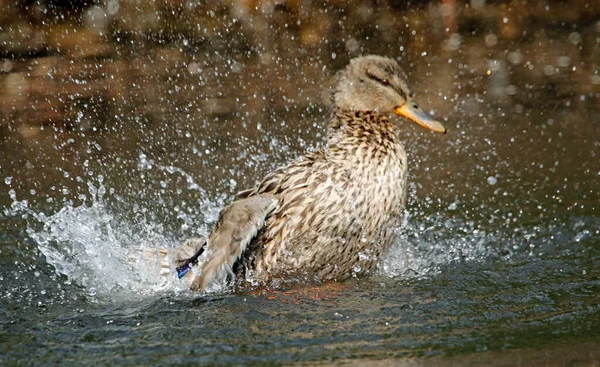 Canard Colvert Femelle Baignant Preening Sur Rivière — Photo