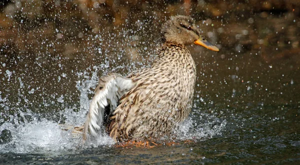 Dişi Yaban Ördeği Banyo Yapıyor Nehirde Güneşleniyor — Stok fotoğraf