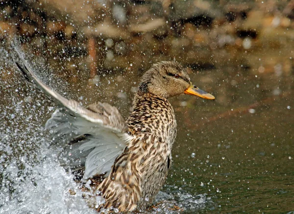 강에서 목욕을 깃털을 다듬는 — 스톡 사진