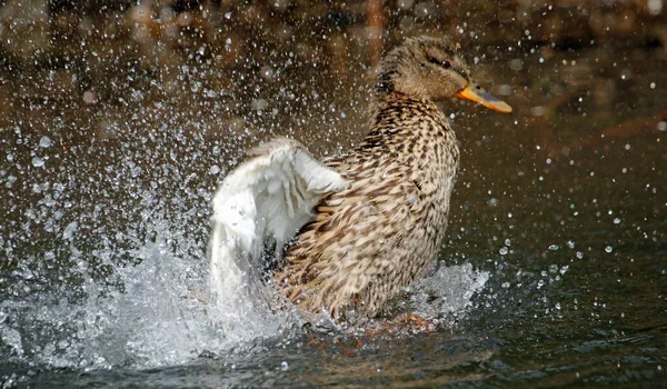 Canard Colvert Femelle Baignant Preening Sur Rivière — Photo