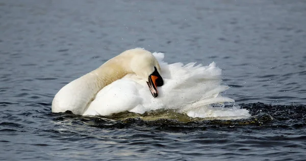Cisne Mudo Acicalándose Bañándose Lago —  Fotos de Stock