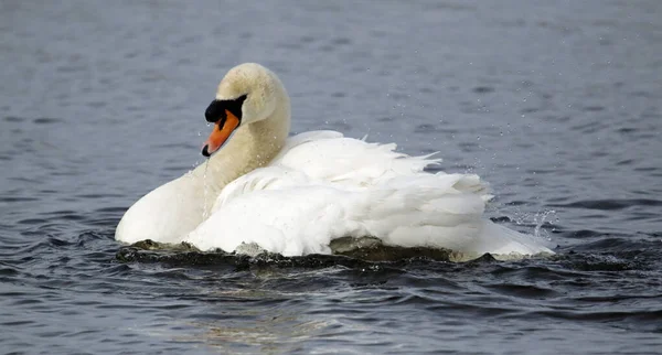 Cisne Mudo Acicalándose Bañándose Lago —  Fotos de Stock