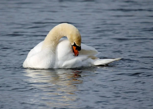 Cisne Mudo Acicalándose Bañándose Lago —  Fotos de Stock