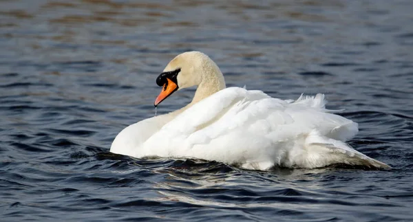 Höckerschwäne Beim Beugen Und Baden See — Stockfoto