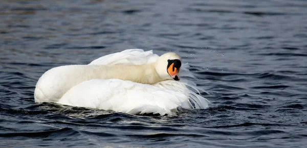湖の上で白鳥のふりと入浴をミュート — ストック写真