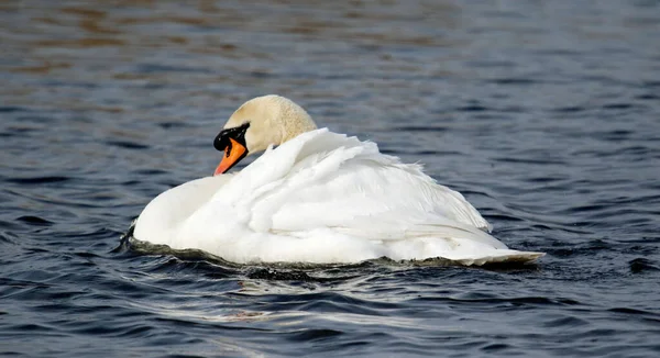 Höckerschwäne Beim Beugen Und Baden See — Stockfoto