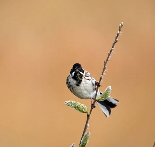 Reed Bunting Rákosí Lůžko — Stock fotografie