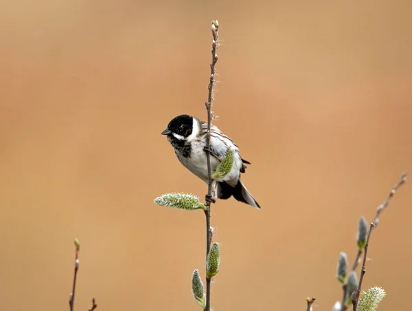 Reed Bunting Rákosí Lůžko — Stock fotografie