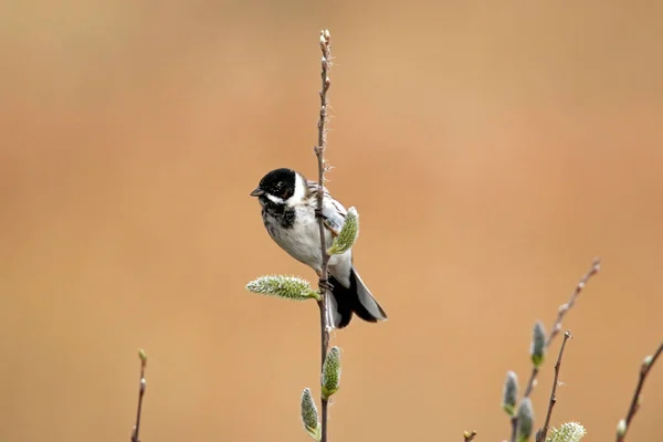 Reed Bunting Reed Bed — Stock Photo, Image