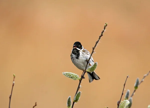 Reed Bunting Rákosí Lůžko — Stock fotografie