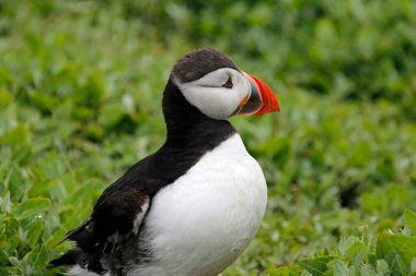 İngiltere 'deki Farnes adalarındaki kayalıklarda ve tarlalarda Atlantik martıları