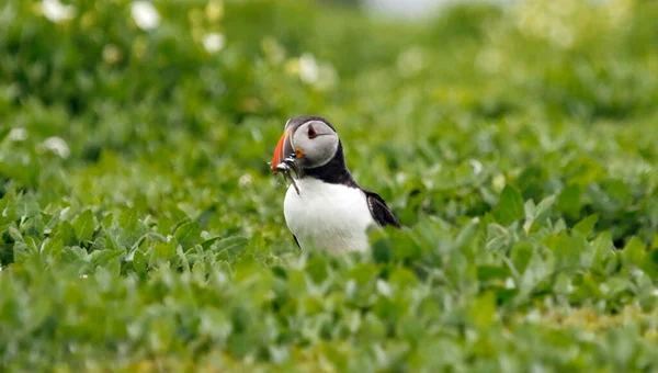 Puffins Atlântico Nas Falésias Campos Das Ilhas Farnes Reino Unido — Fotografia de Stock