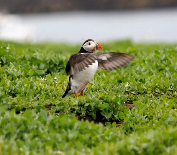 Frailecillos Atlánticos Los Acantilados Campos Las Islas Farnes Reino Unido —  Fotos de Stock