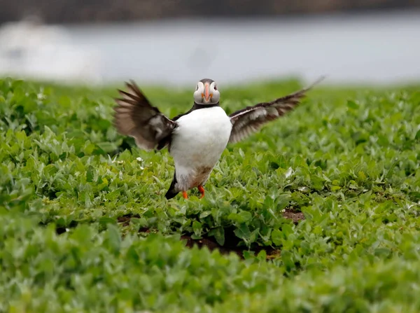 Puffins Atlântico Nas Falésias Campos Das Ilhas Farnes Reino Unido — Fotografia de Stock