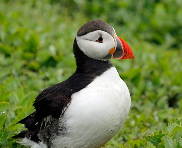 Puffins Atlântico Nas Falésias Campos Das Ilhas Farnes Reino Unido — Fotografia de Stock