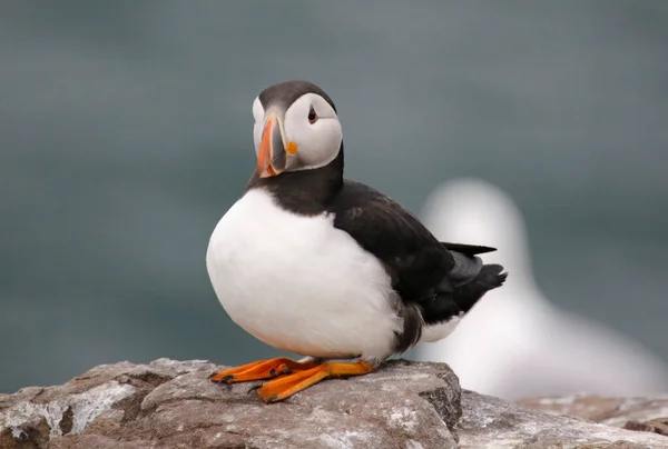 Atlantické Muffiny Útesech Polích Ostrovů Farnes Velké Británii — Stock fotografie