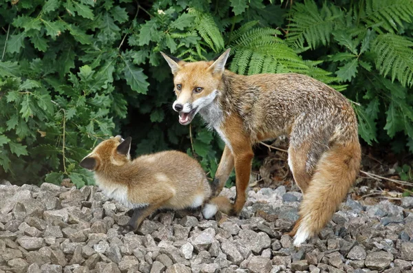 Female urban fox and cub