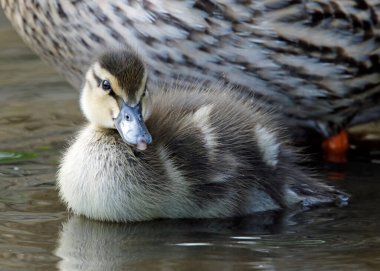 Göl kenarında yumurtadan yeni çıkmış yaban ördeği yavruları.