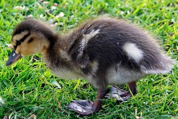 Recién Nacidos Ánades Reales Patitos Lado Del Lago — Foto de Stock